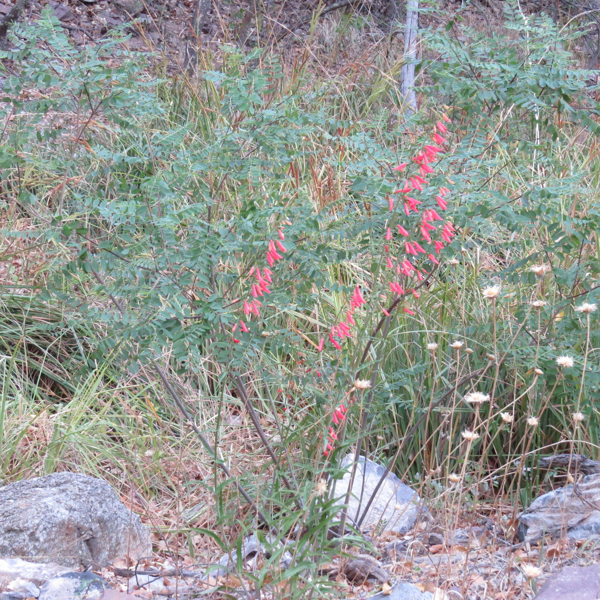 Image de Penstemon barbatus subsp. barbatus