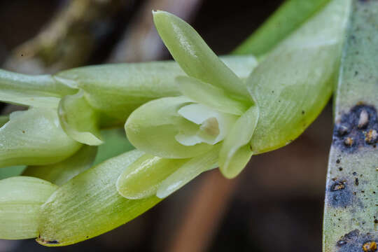 Plancia ëd Epidendrum pseudoramosum Schltr.