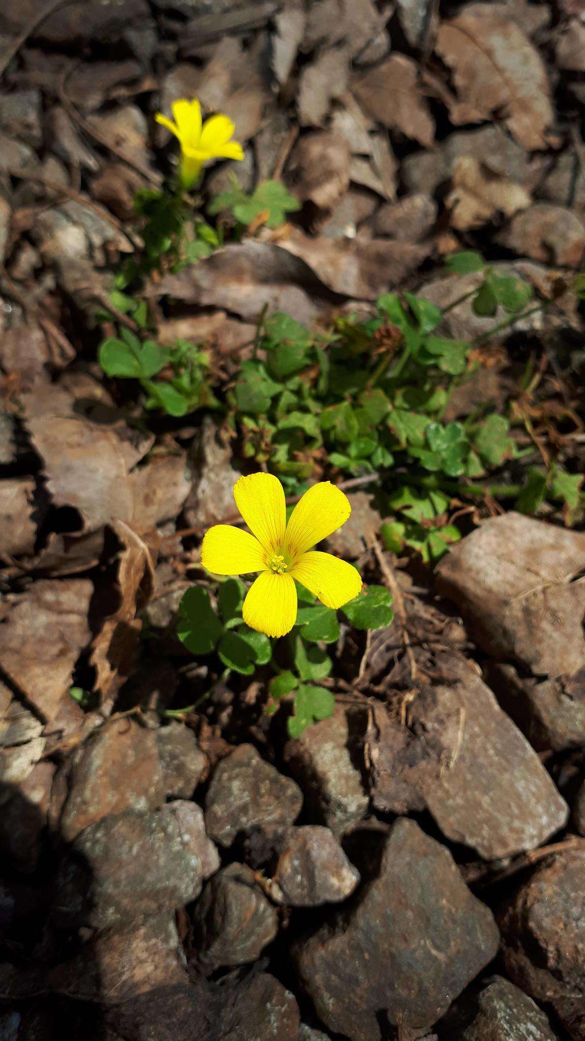 Image of Oxalis conorrhiza (Feullée) Jacquin