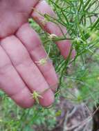 Image of Bowiea volubilis subsp. volubilis