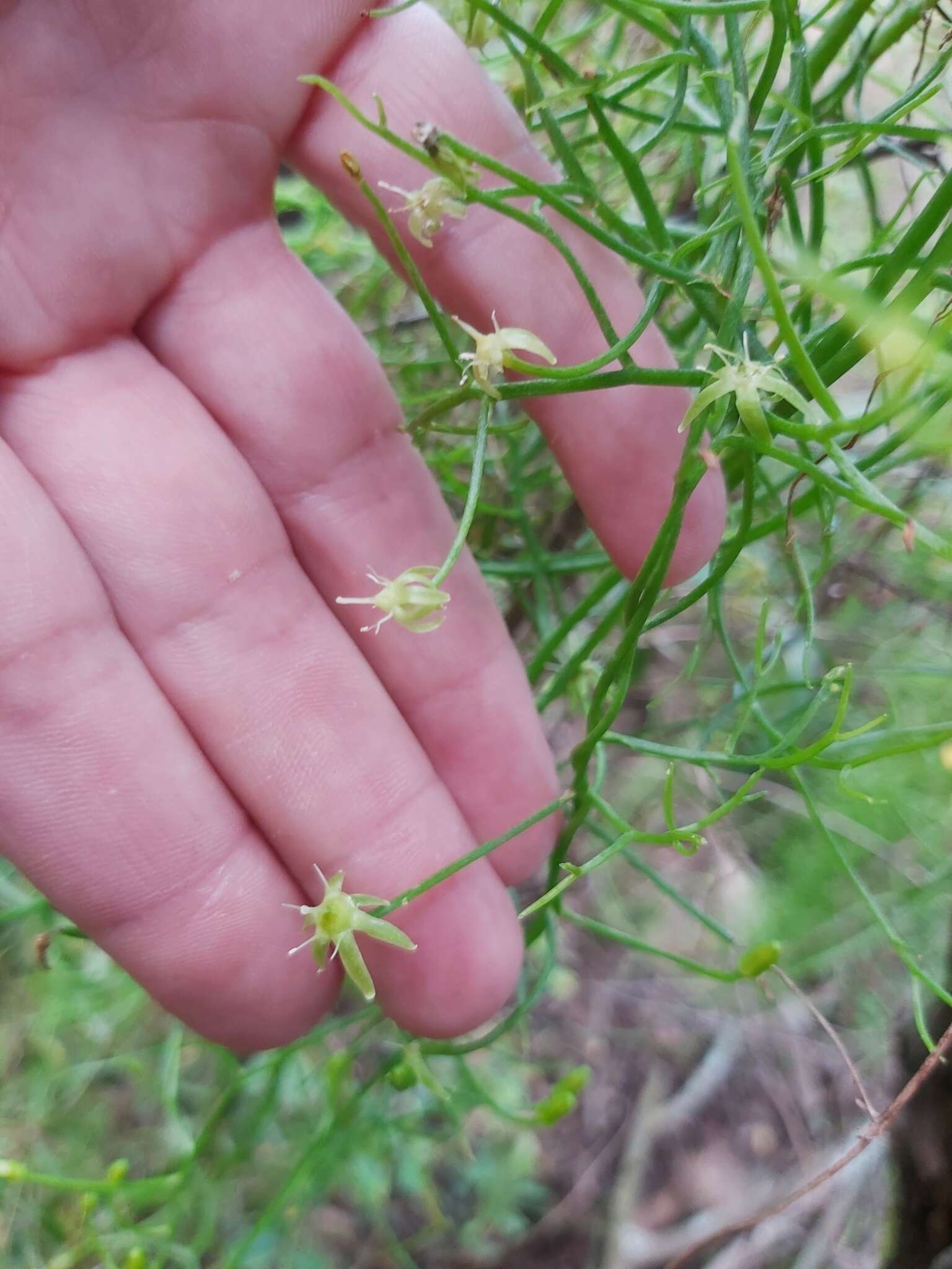 Image of Bowiea volubilis subsp. volubilis