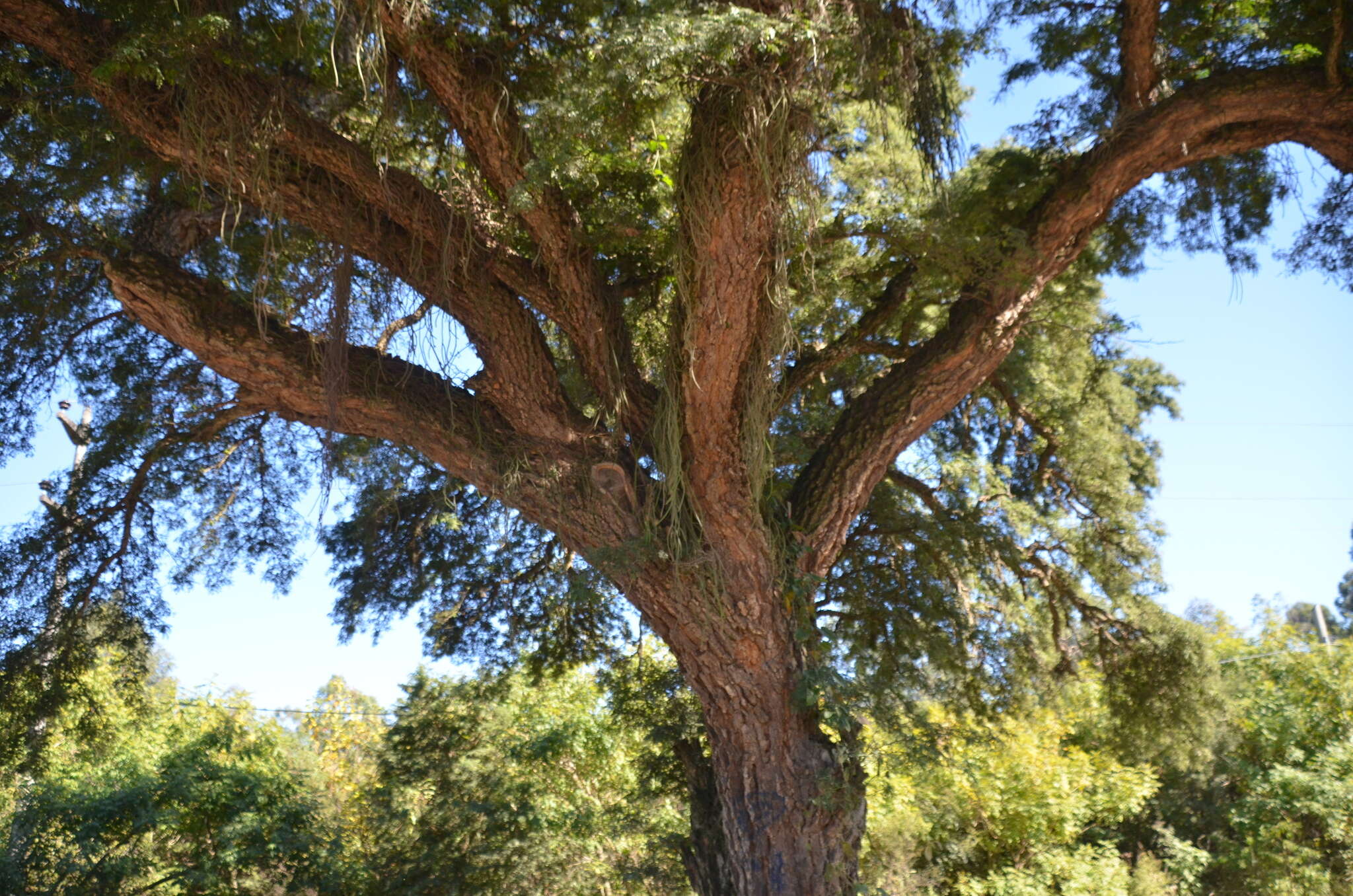 Plancia ëd Chloroleucon tenuiflorum (Benth.) Barneby & J. W. Grimes