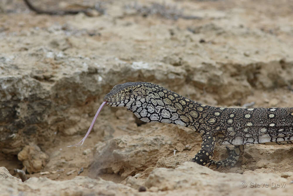 Image of Perentie