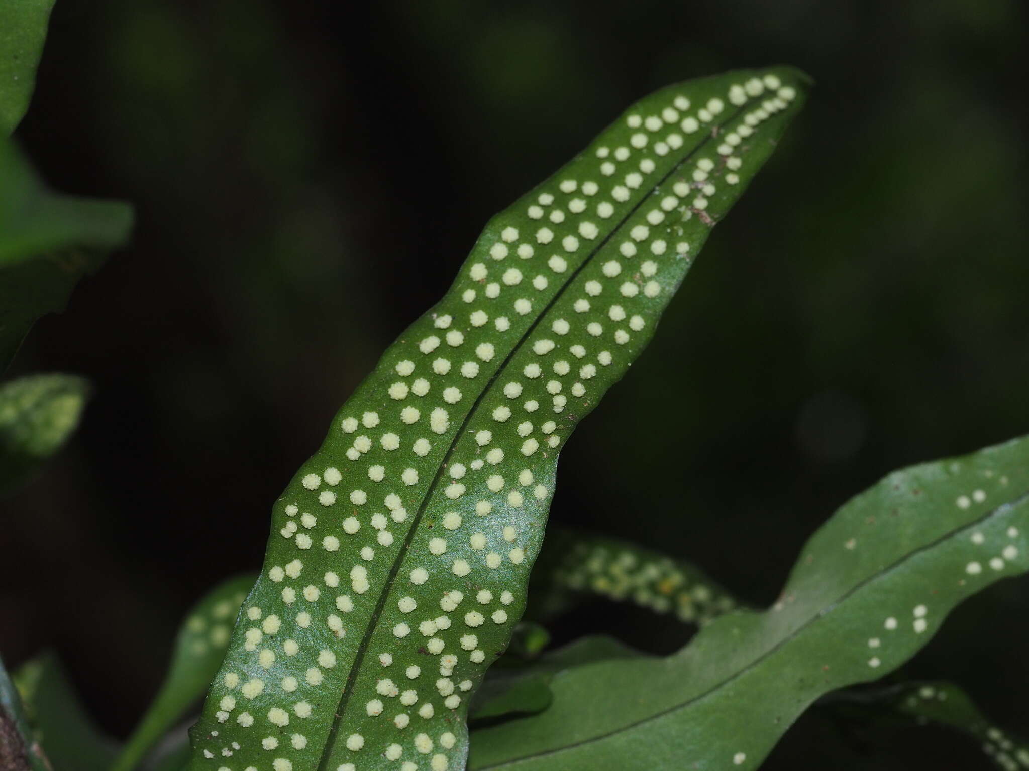 Imagem de Lepidomicrosorium ningpoense