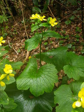 Image of Azores buttercup