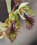 Calochilus pruinosus D. L. Jones的圖片