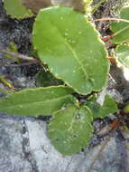 Image de Gerbera tomentosa DC.