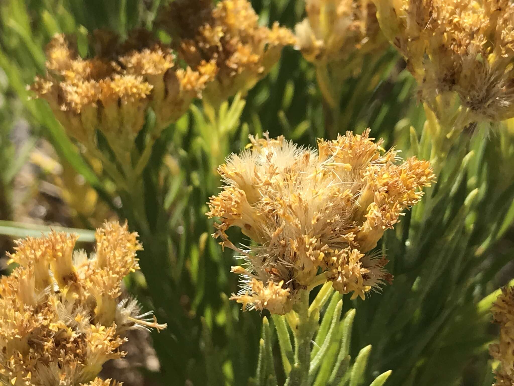 Imagem de Ericameria parishii var. peninsularis (R. Moran) G. L. Nesom