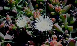 Image of Delosperma guthriei Lavis