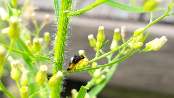 Image of Pennsylvania Ambush Bug