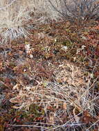 Image of Mt. Albert goldenrod