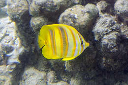 Image of Rainford's Butterflyfish