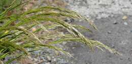 Plancia ëd Achnatherum calamagrostis (L.) P. Beauv.