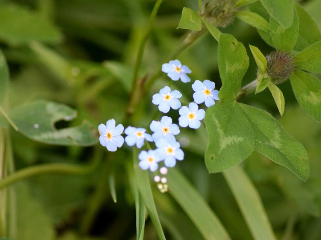 Image of true forget-me-not