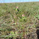 Image of Commelina neurophylla C. B. Clarke