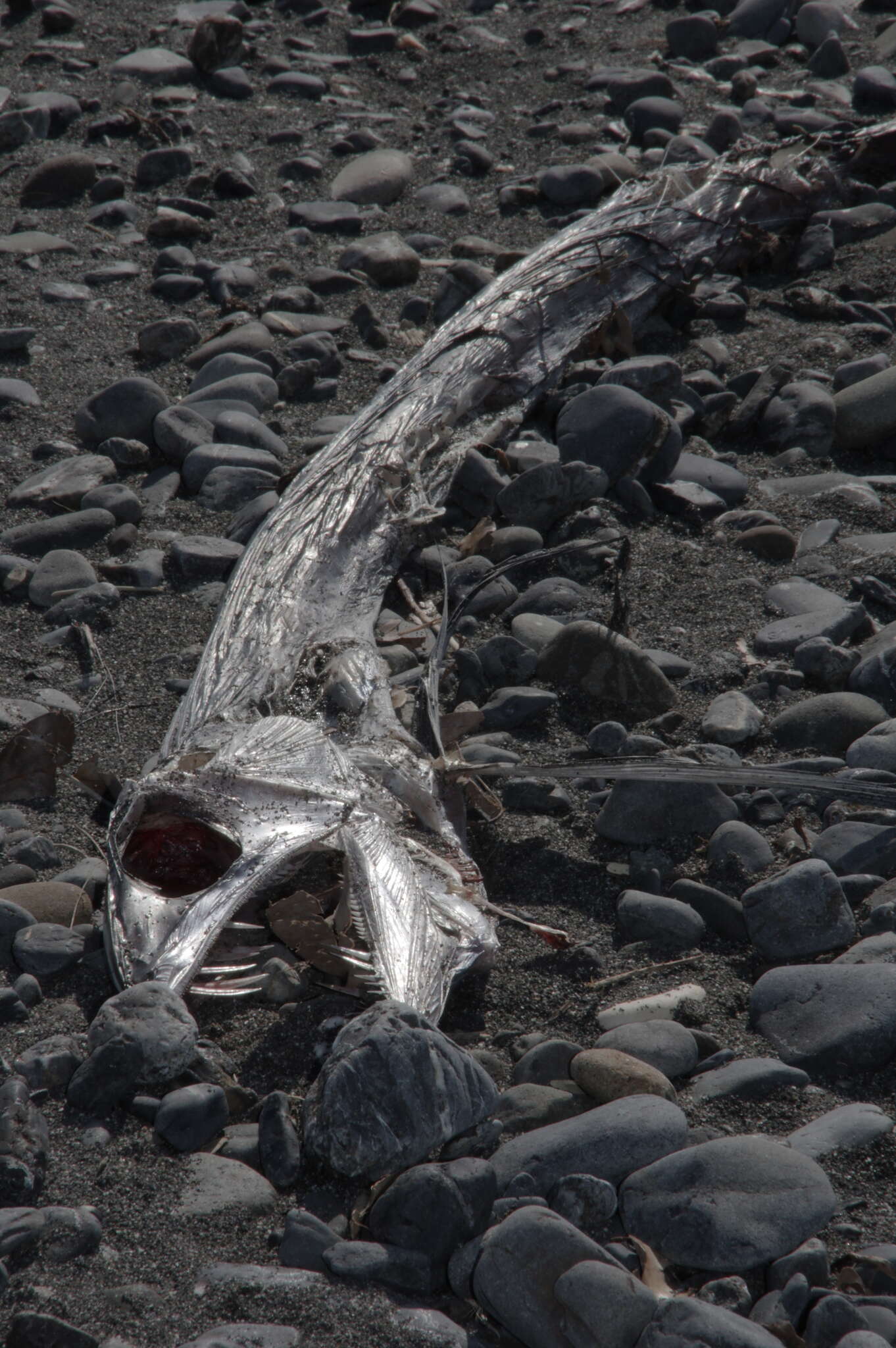 Image of lancetfishes