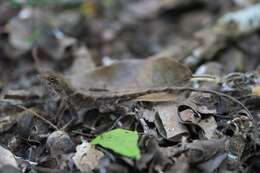 Plancia ëd Anolis tropidonotus Peters 1863