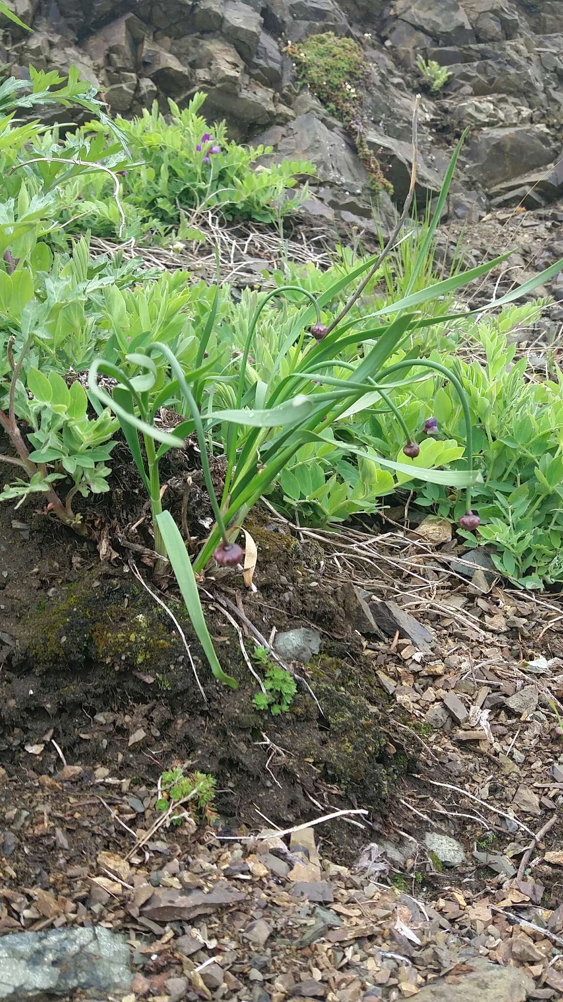 Image of Allium strictum Schrad.