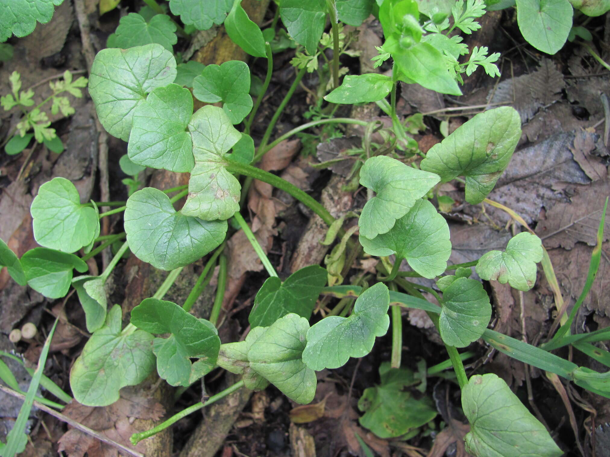 Image of Peronospora ficariae