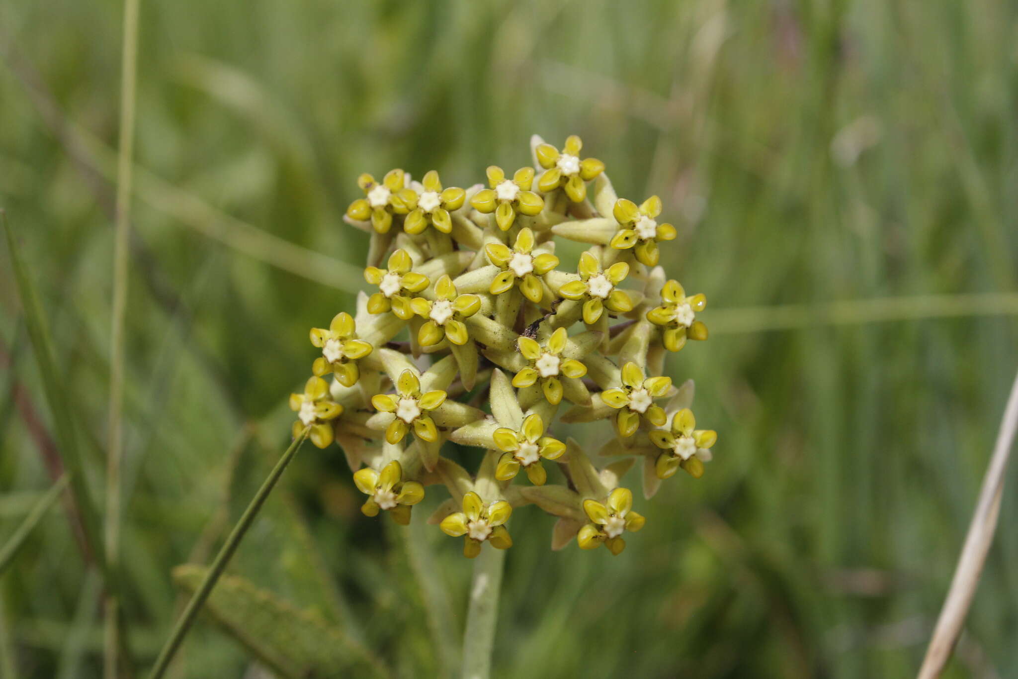 صورة Asclepias vicaria N. E. Br.