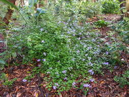 Image de Plectranthus saccatus subsp. saccatus