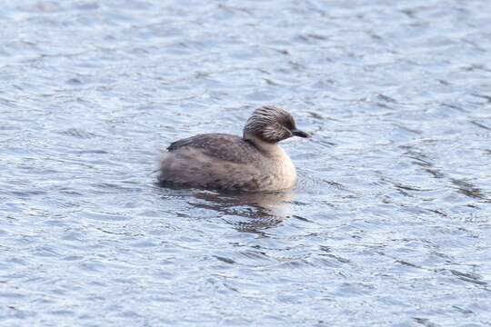 Image of Hoary-headed Grebe