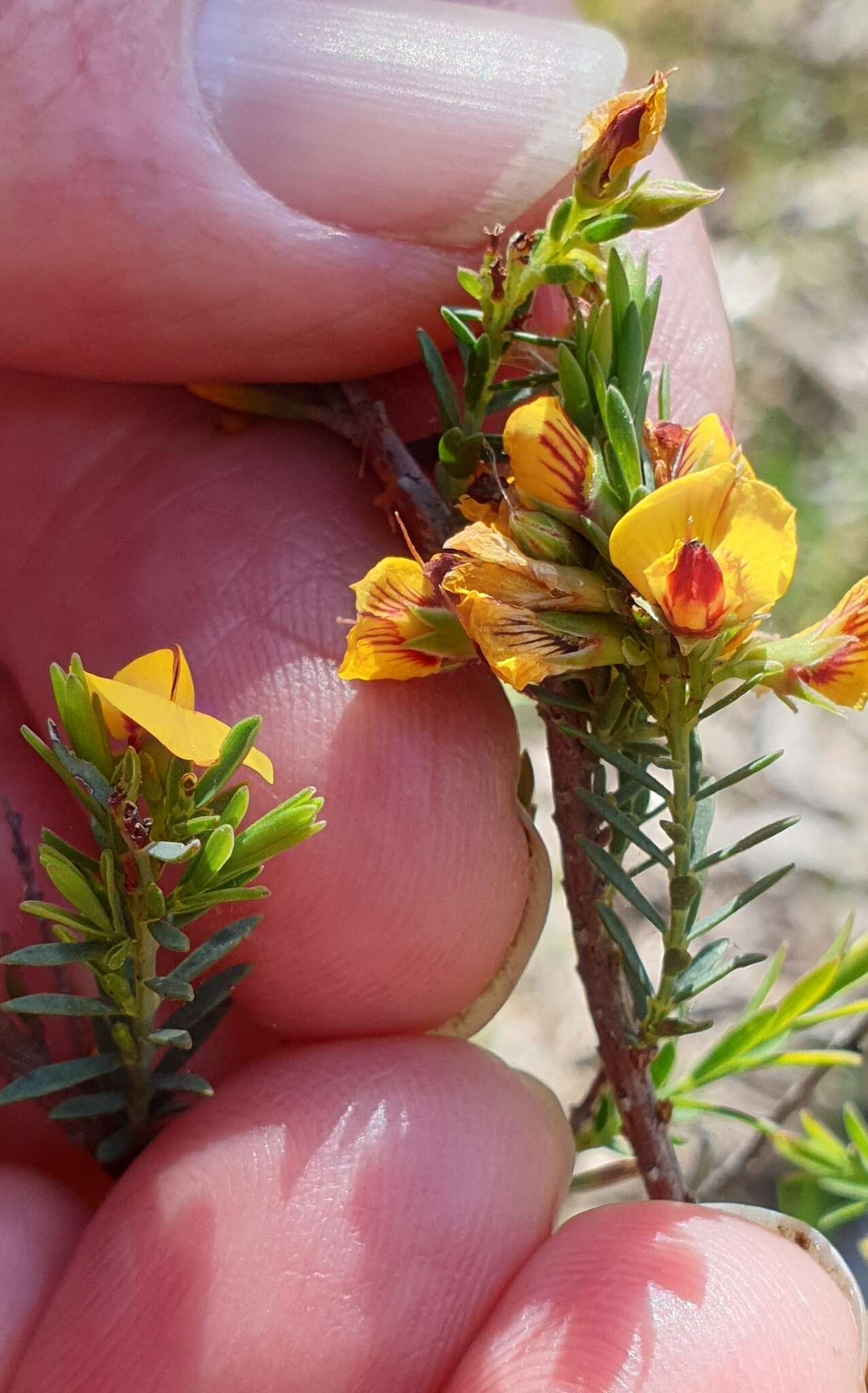 Image of Eutaxia microphylla (R. Br.) J. M. Black