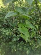 صورة Dioscorea cienegensis R. Knuth