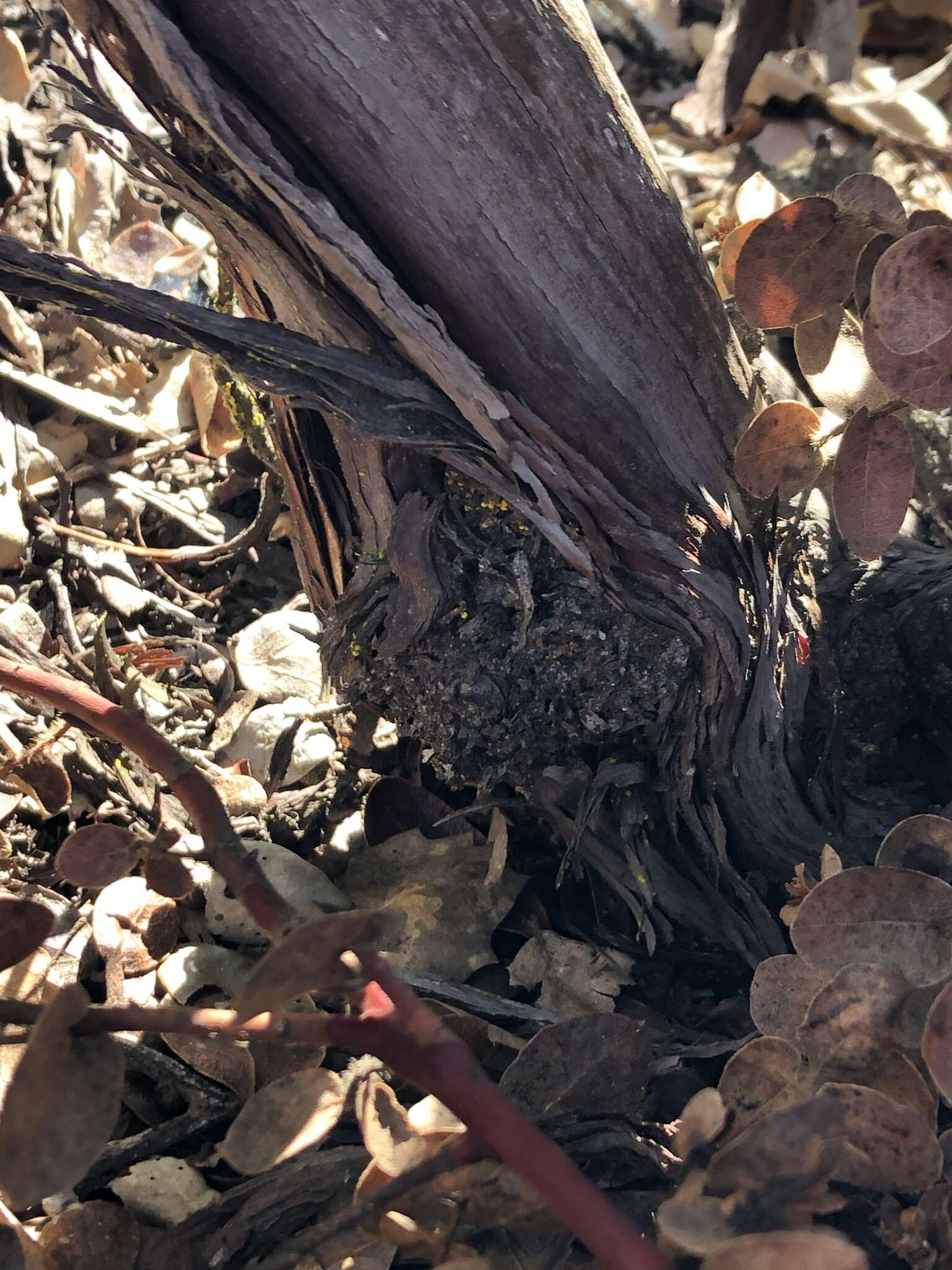 Image of shagbark manzanita