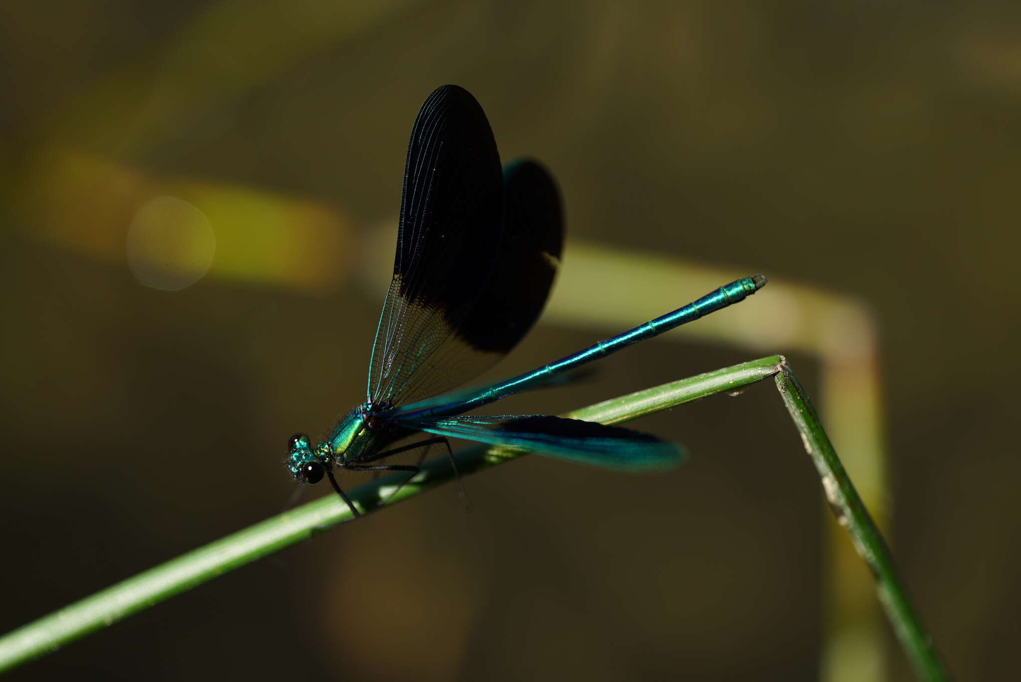 Image of Western Demoiselle