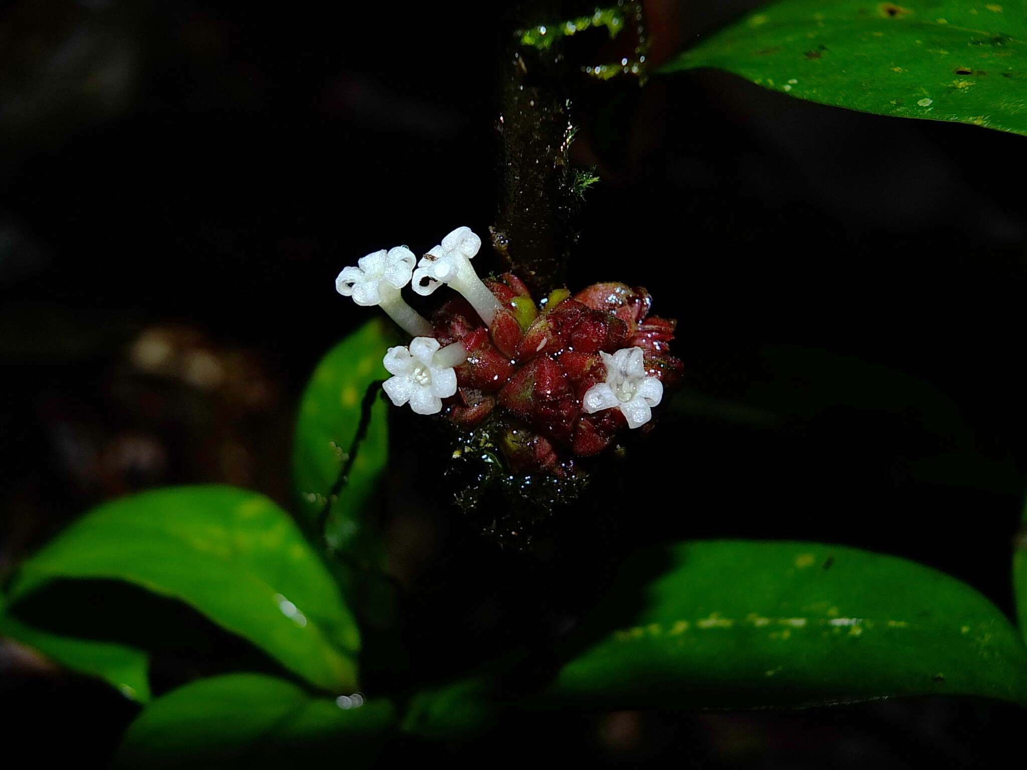 Image of Notopleura lateralis (Steyerm.) C. M. Taylor