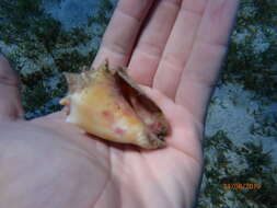 Image of West Indian fighting conch