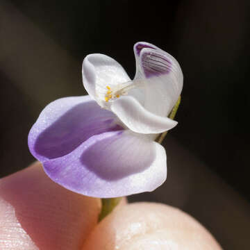 Image of 'Psoralea aphylla complex'