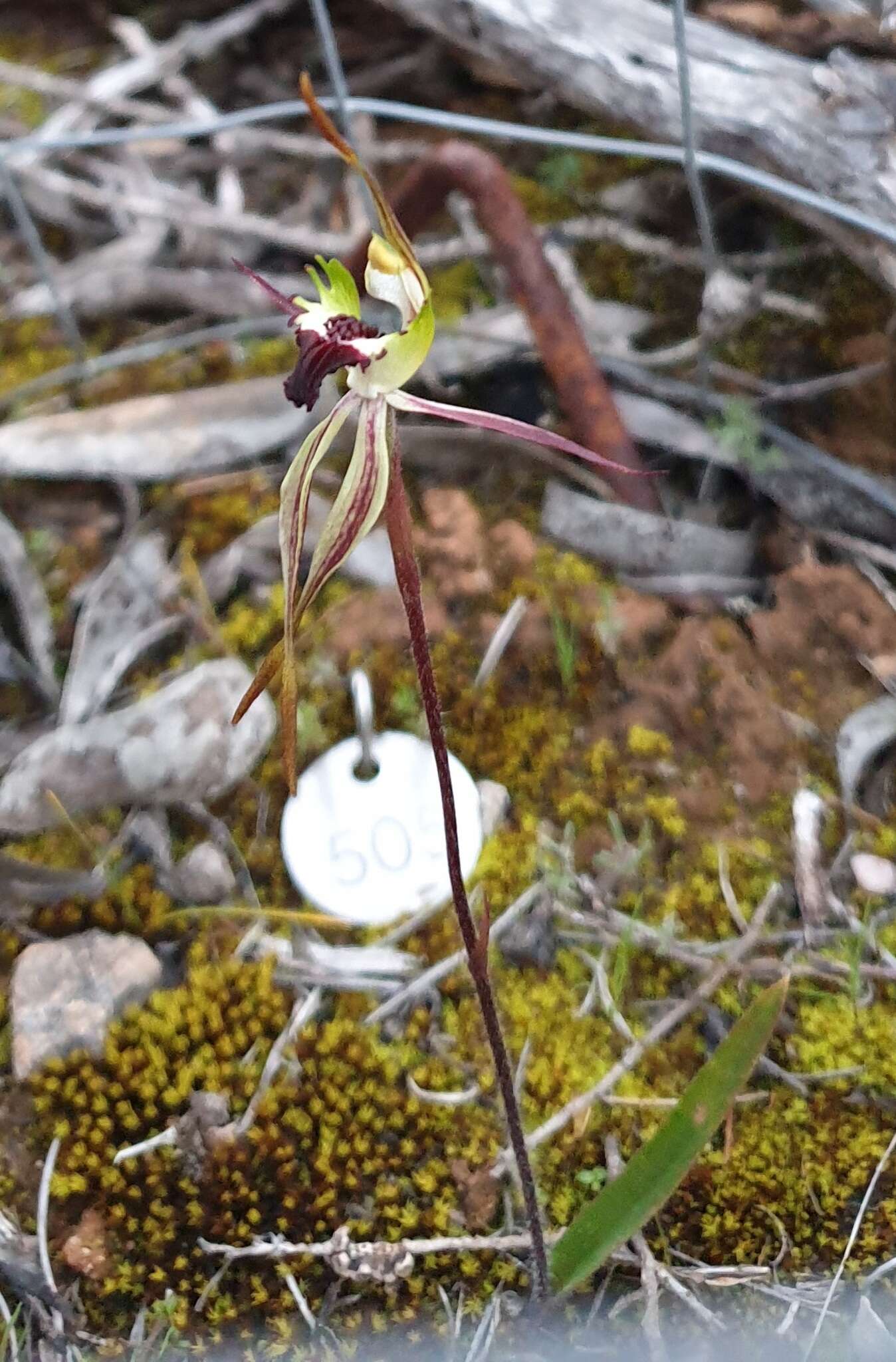 Image of Caladenia macroclavia D. L. Jones