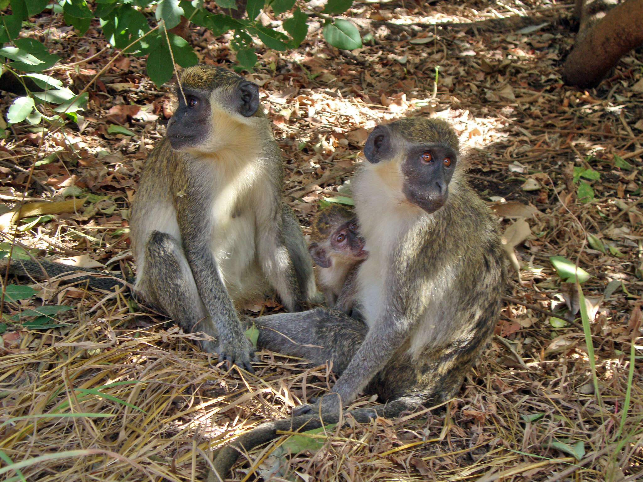 Image of Green Monkey