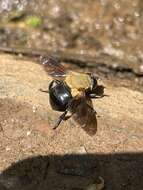 Image of Senaspis elliottii Austen 1909