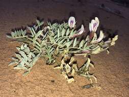 صورة Astragalus piscator R. C. Barneby & S. L. Welsh