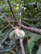 Imagem de Guioa acuminata Radlk.