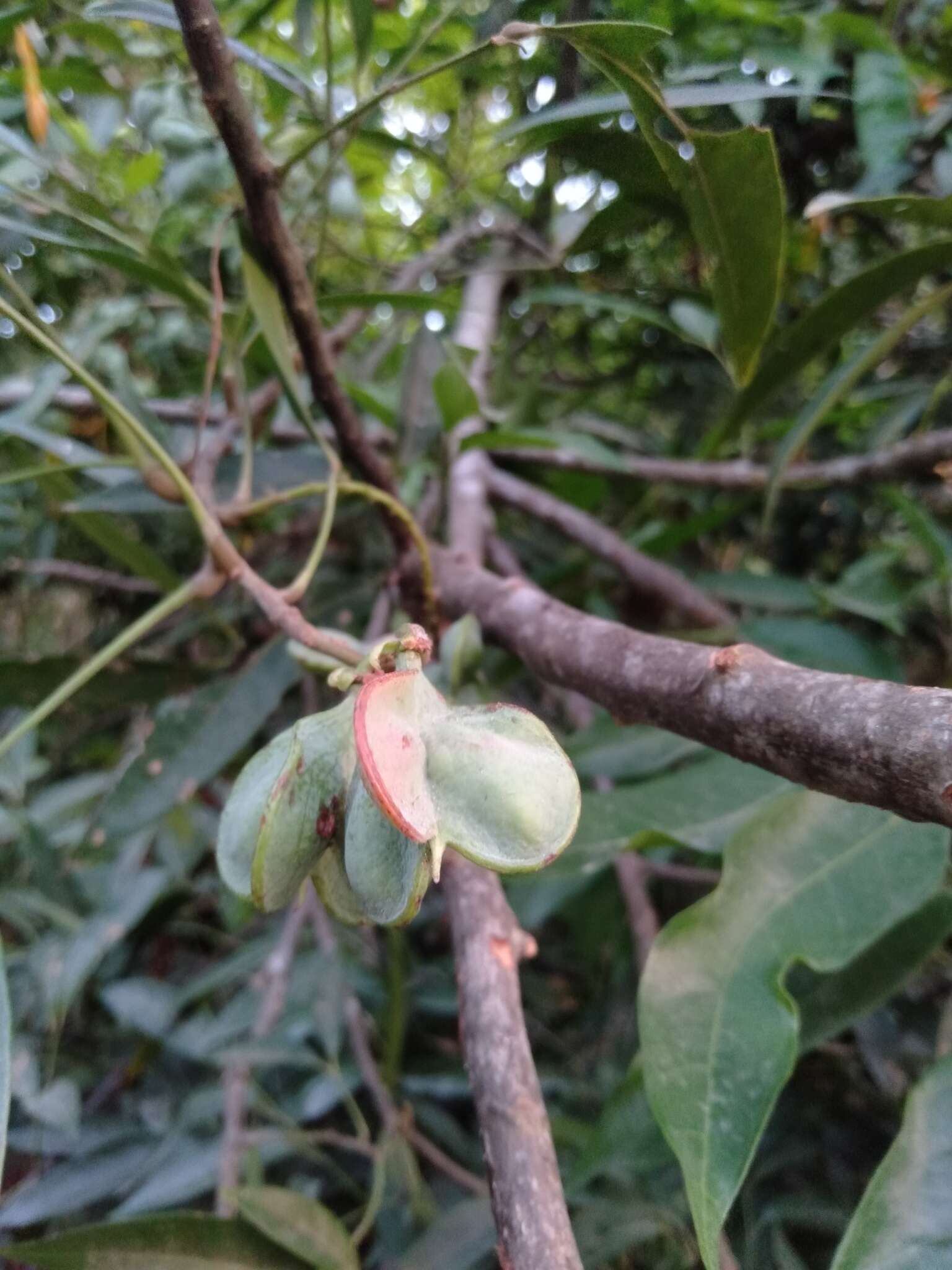 Imagem de Guioa acuminata Radlk.