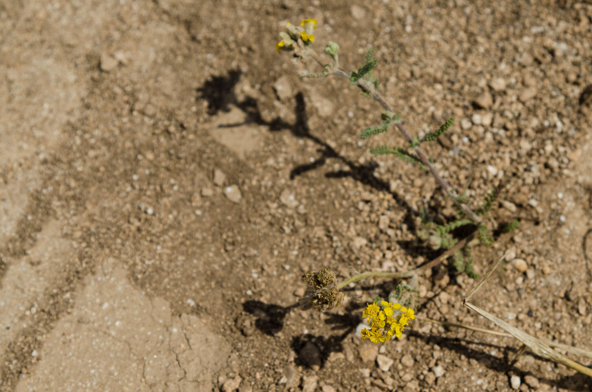 Image of Achillea leptophylla Bieb.