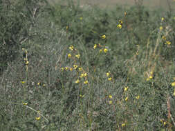 Image of Moraea bellendenii (Sweet) N. E. Br.