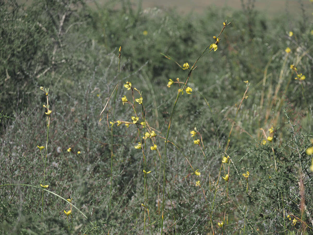 Image of Moraea bellendenii (Sweet) N. E. Br.