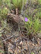 Image of Thysanotus banksii R. Br.