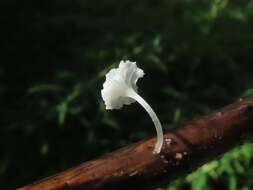 Image of Hemimycena epichloe (Kühner) Singer 1943