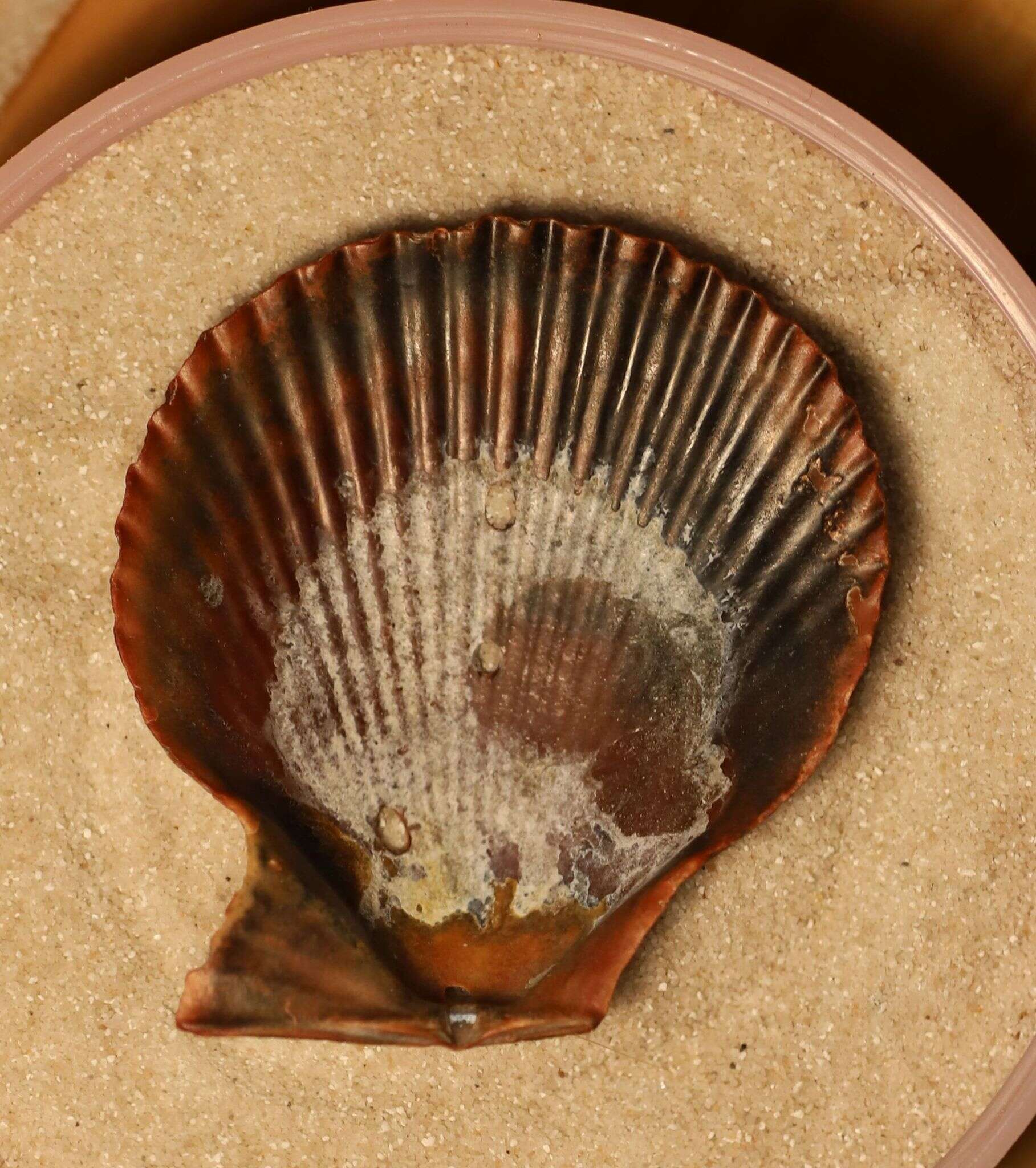 Image of variegated scallop