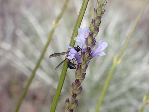 Image de Leptochilus cruentatus (Brullé 1840)