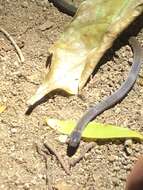 Image of Cope's Tropical Ground Snake