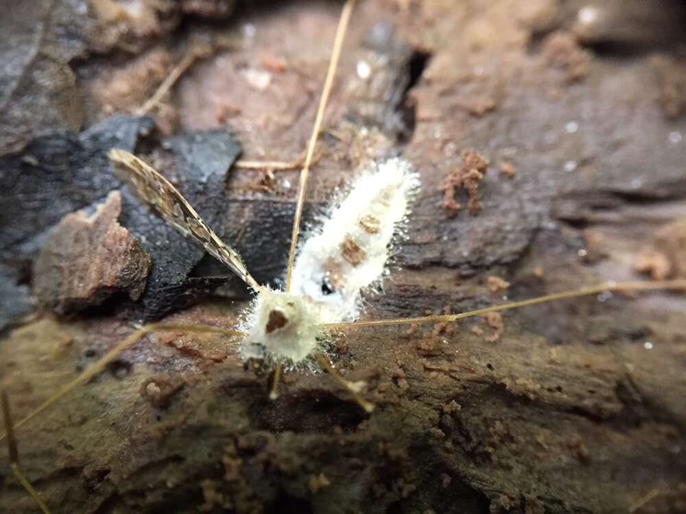 Слика од Erynia sepulchralis (Thaxt.) Remaud. & Hennebert 1980