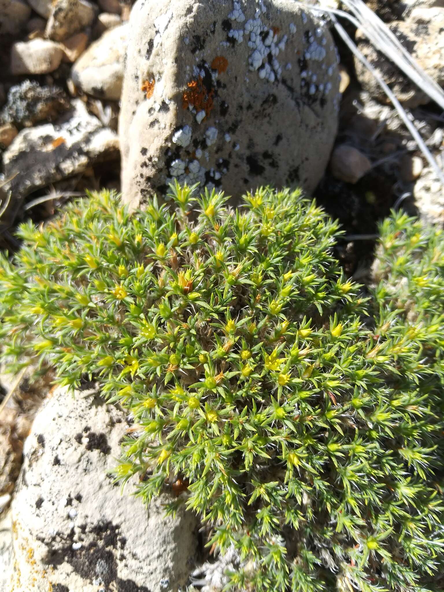 Слика од Paronychia sessiliflora Nutt.