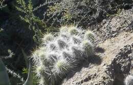 Image of Echinocereus occidentalis subsp. breckwoldtiorum